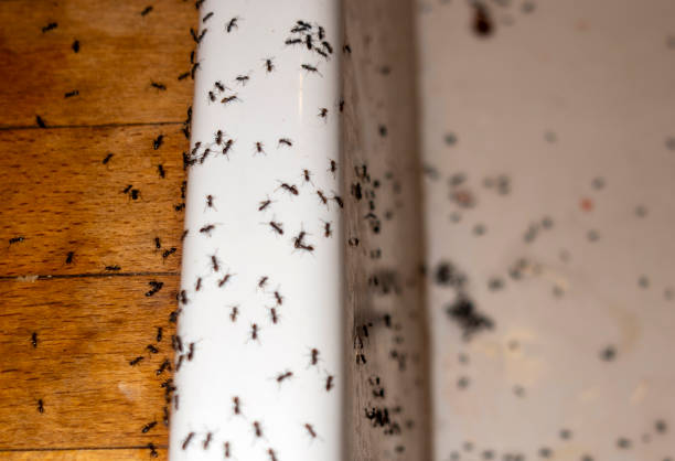 Los Molinos, CA Pest Control Company