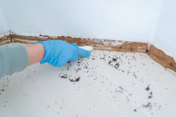 Best Pest Removal Services  in Los Molinos, CA